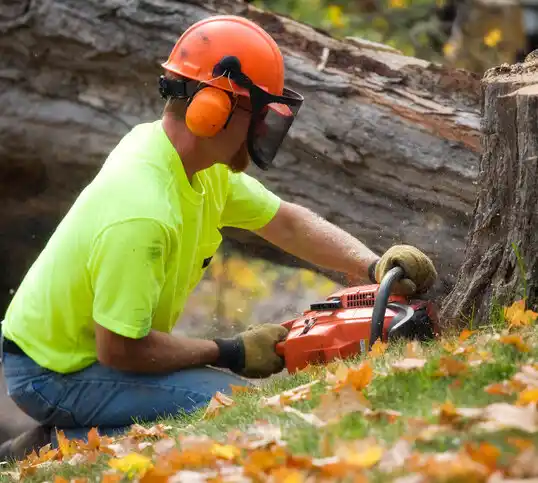 tree services Amsterdam